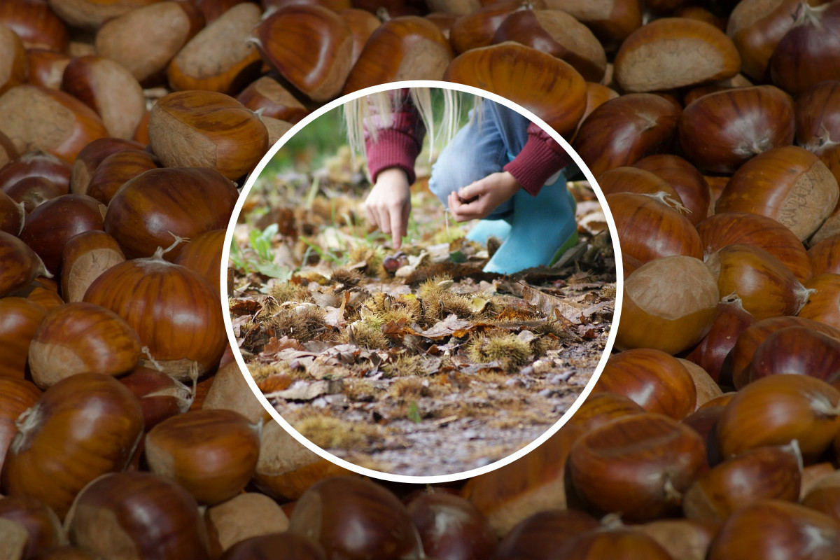 Quattro modi pratici per conservare le castagne fresche a lungo e mantenere tutto il loro sapore intenso